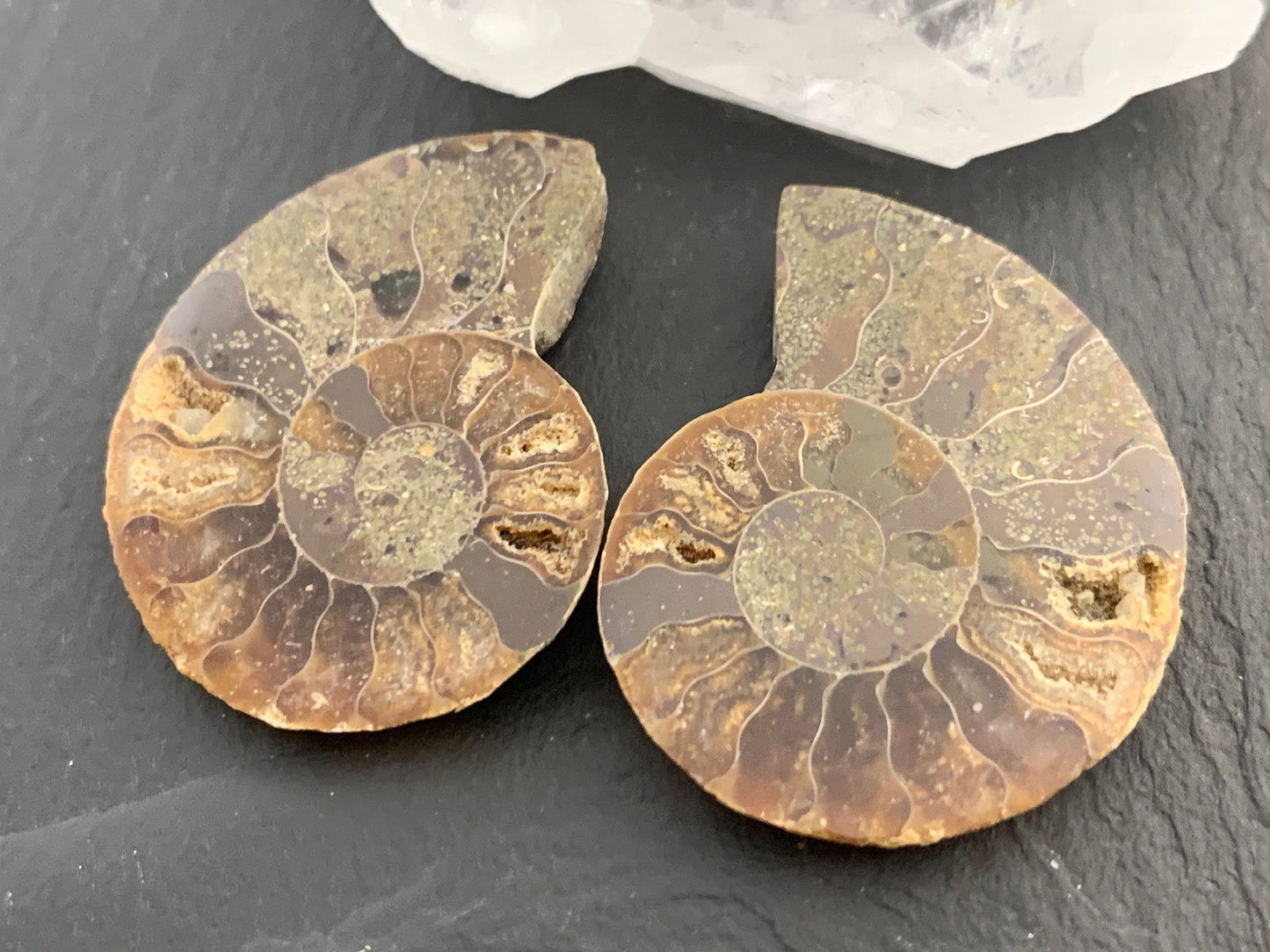 Ammonite from Madagascar 38mm (1.5 inches) long