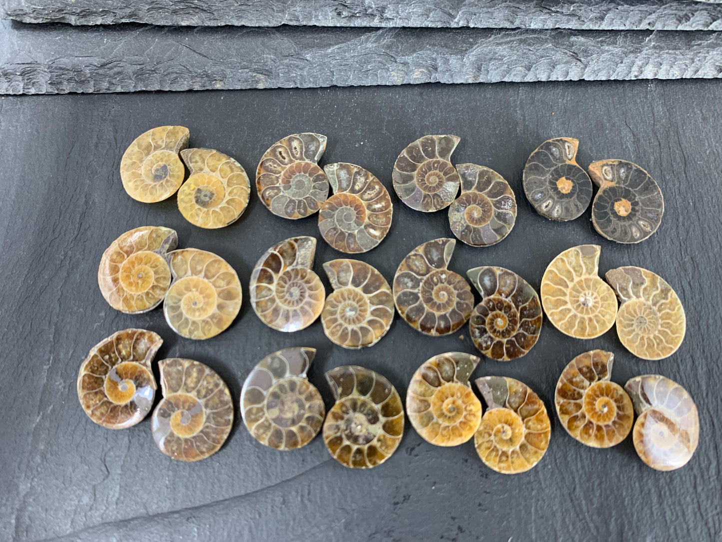 Ammonite 21-23mm Long - Pick your pair - Ammonite from Madagascar
