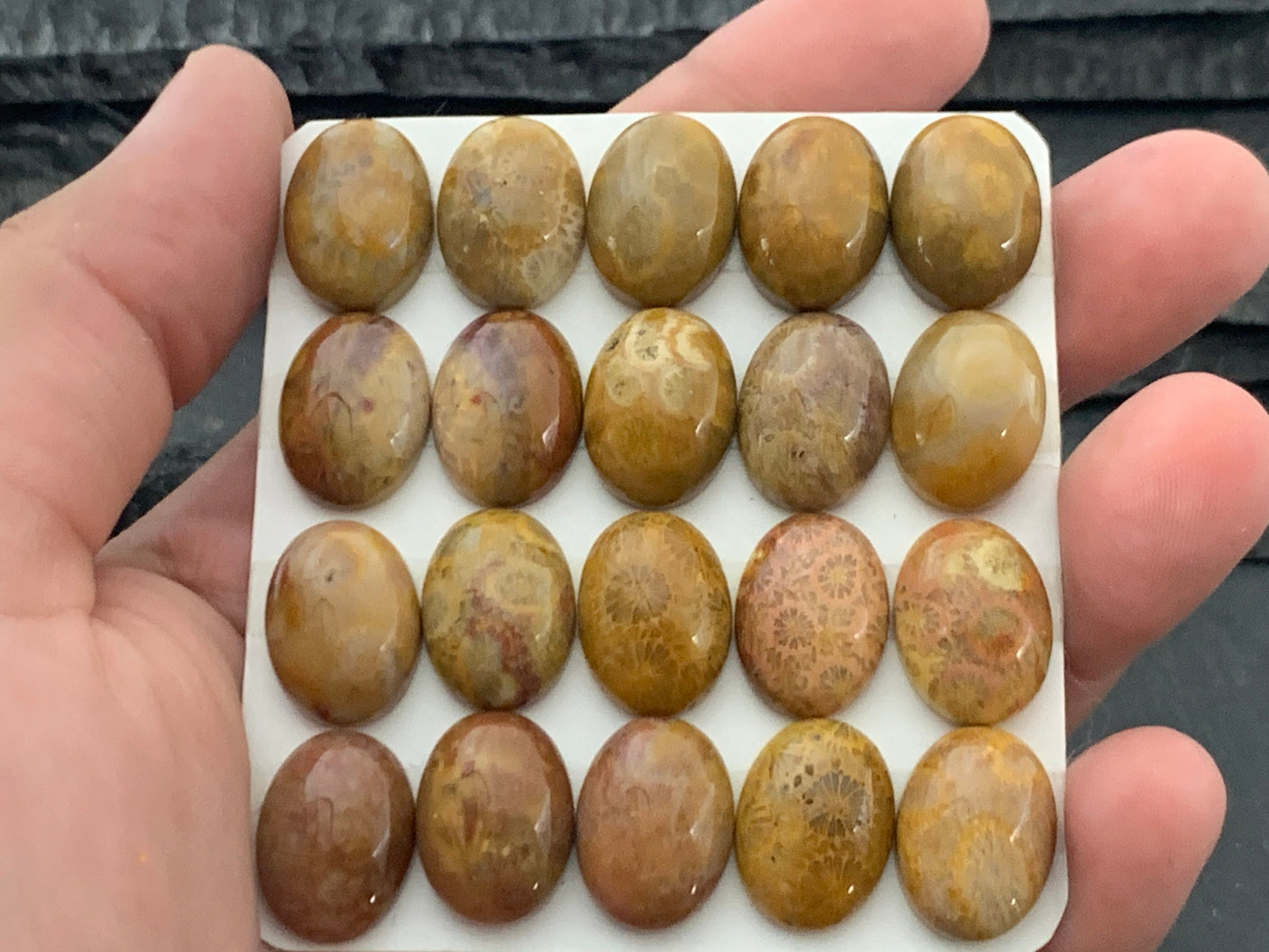 Petrified Coral oval 12x16mm cabochon - Calibrated cabochons