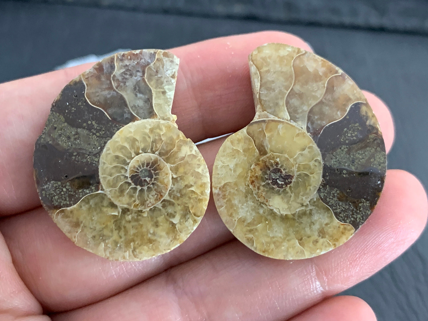 Ammonite from Madagascar 32 mm Long