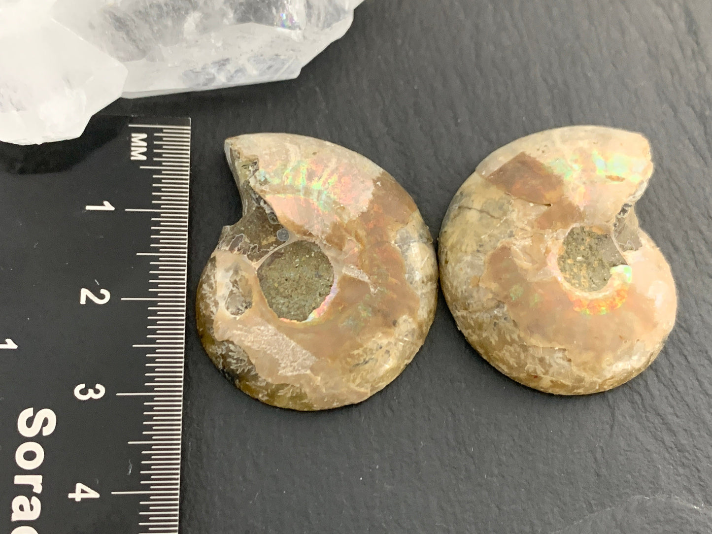 Ammonite from Madagascar 32mm (1.25 inches) long