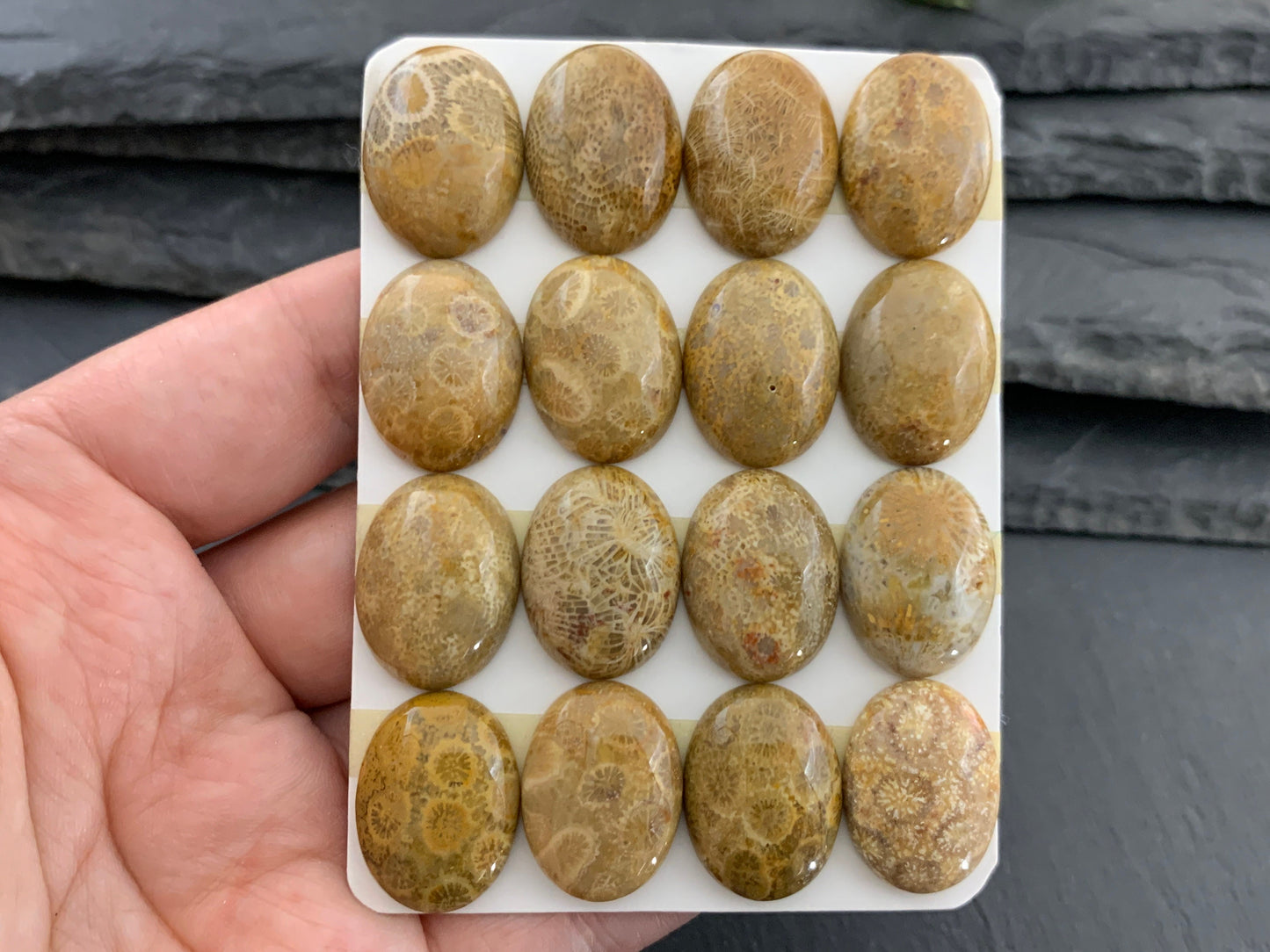 Petrified Coral oval 15x20mm cabochon - Calibrated cabochons