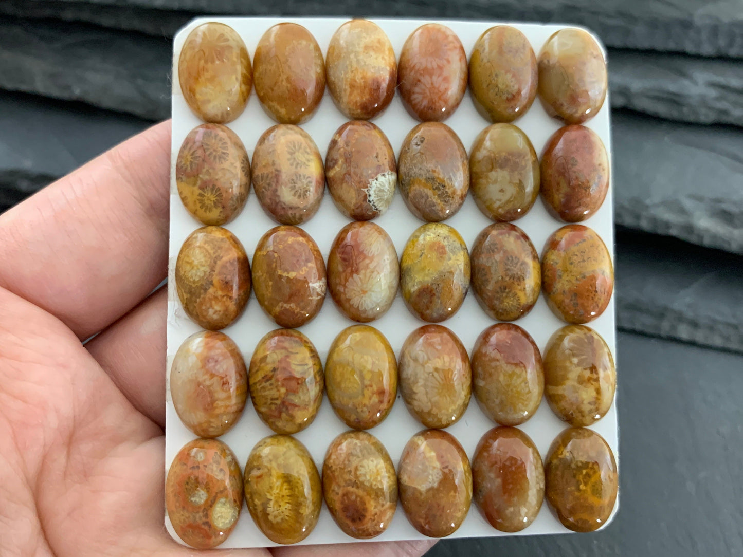 Petrified Coral oval 10x14mm cabochon - Calibrated cabochons