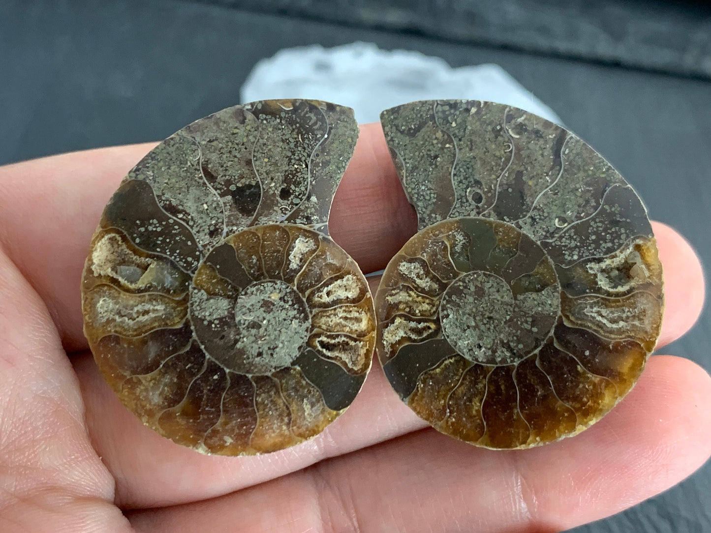 Ammonite from Madagascar 38mm (1.5 inches) long