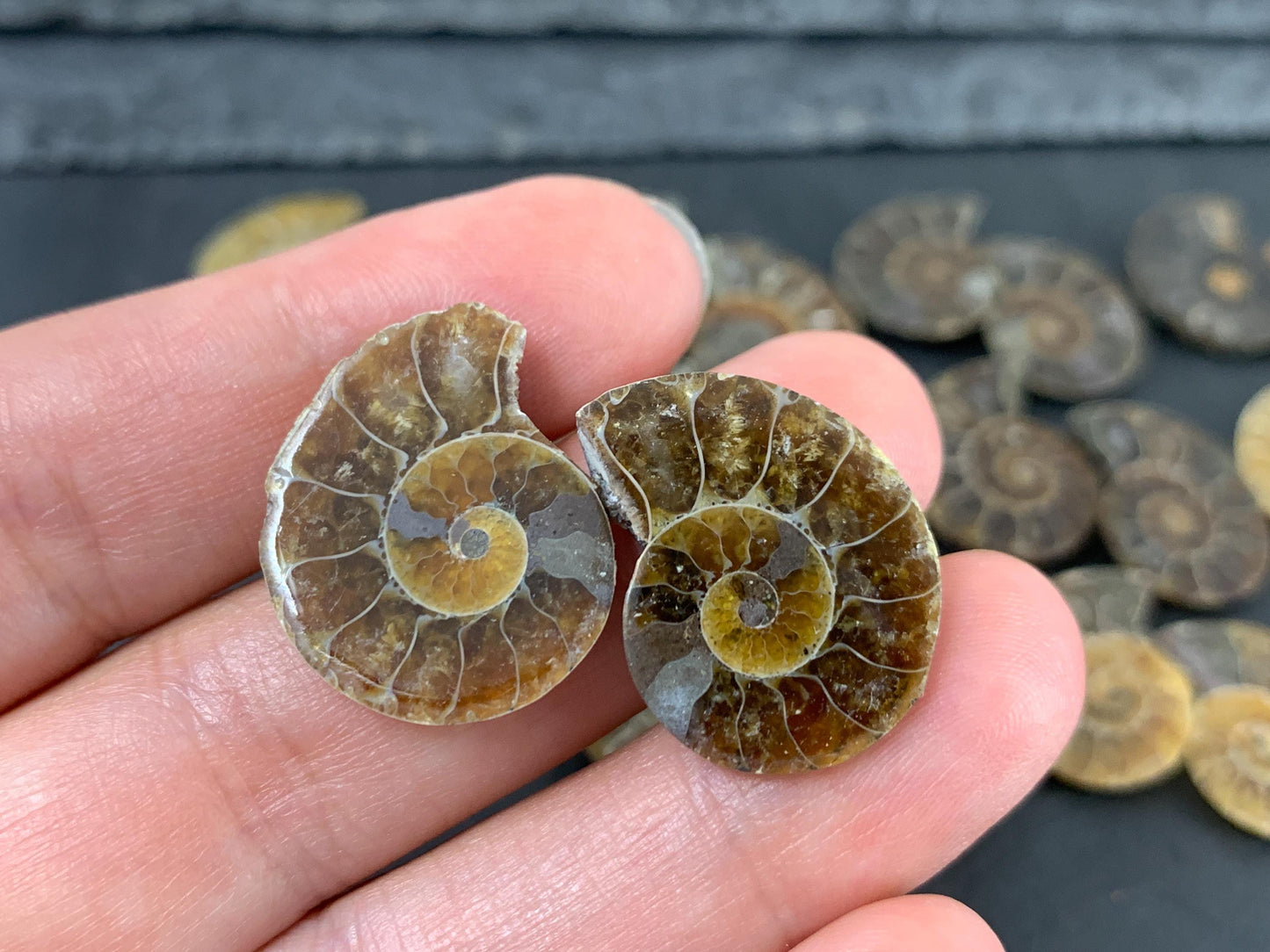 Ammonite 21-23mm Long - Pick your pair - Ammonite from Madagascar