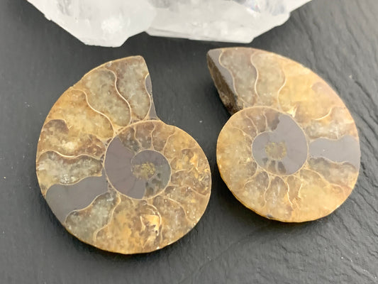 Ammonite from Madagascar 34mm (1.3 inches) long
