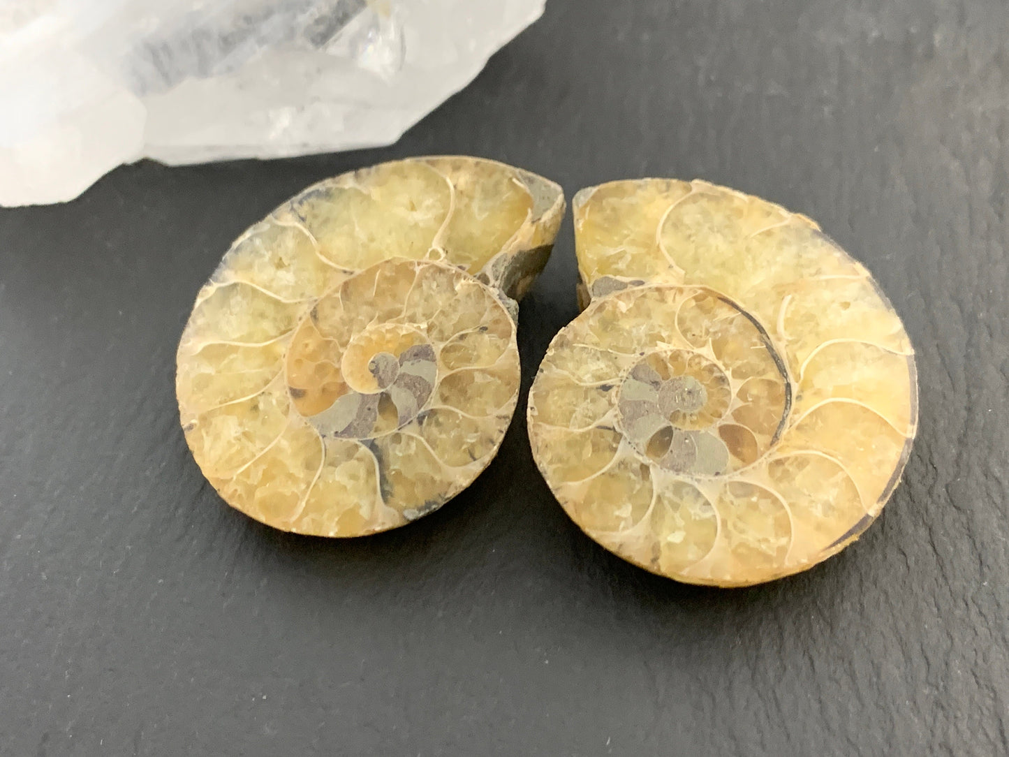 Ammonite from Madagascar 32mm (1.25 inches) long