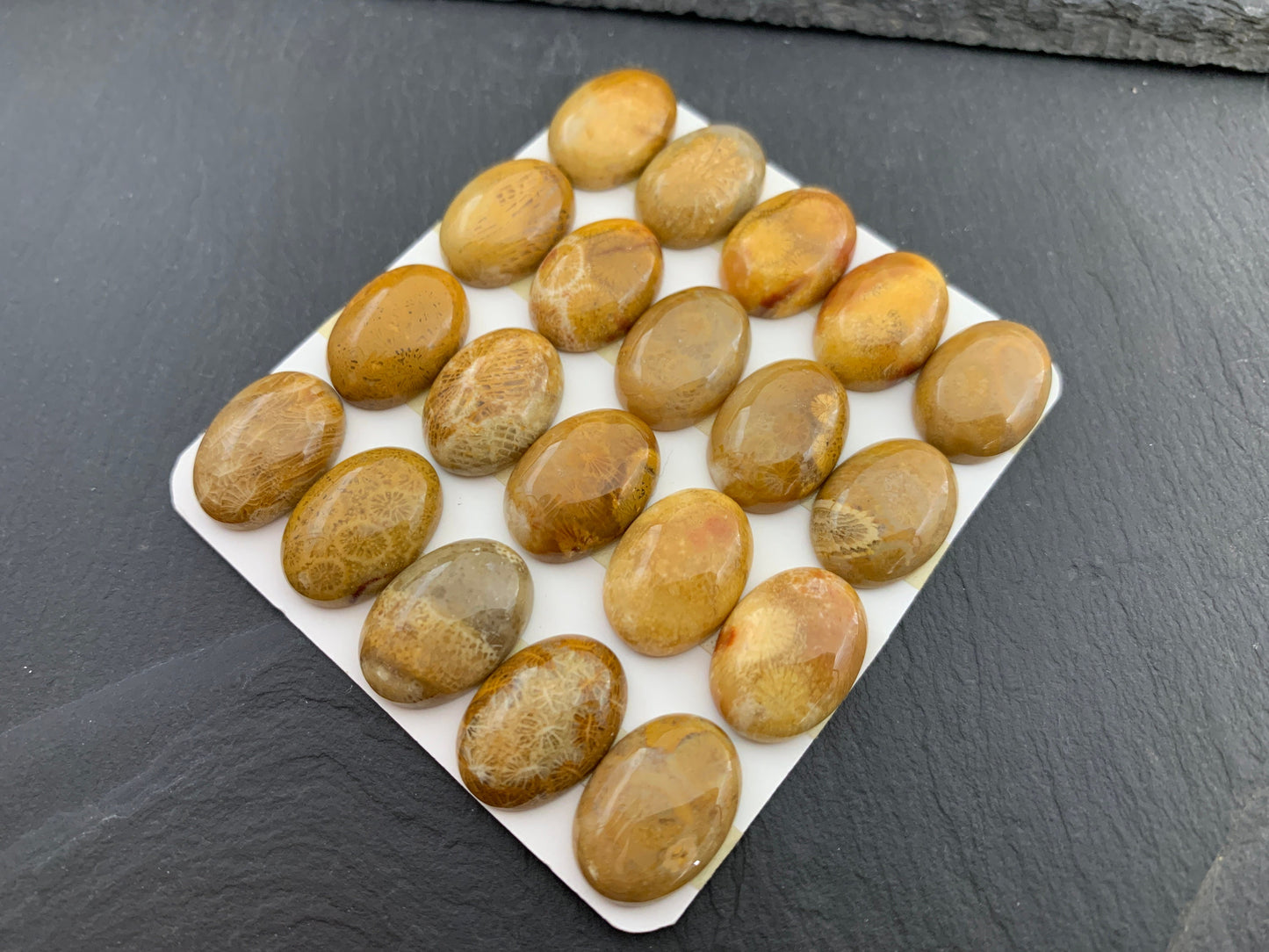 Petrified Coral oval 13x18mm cabochon