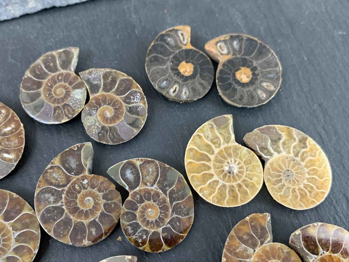 Ammonite 21-23mm Long - Pick your pair - Ammonite from Madagascar
