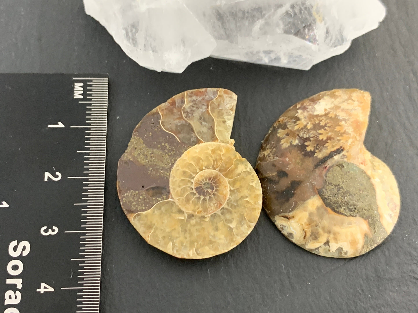 Ammonite from Madagascar 32 mm Long