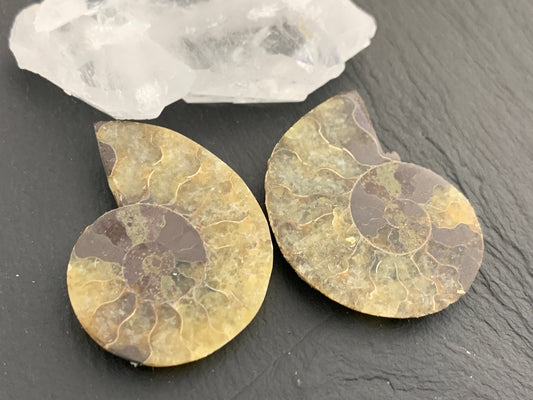 Ammonite from Madagascar 38mm (1.5 inches) long