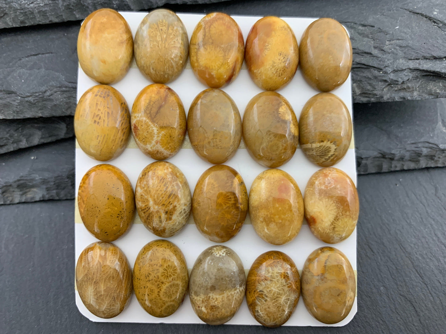 Petrified Coral oval 13x18mm cabochon