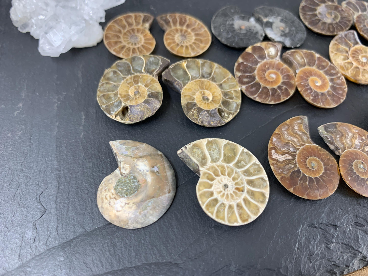 Ammonite 22-25mm long - Pick your pair