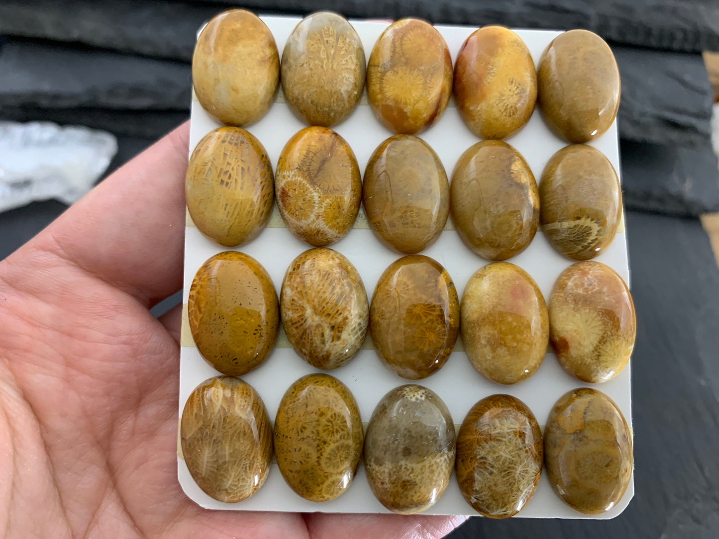 Petrified Coral oval 13x18mm cabochon