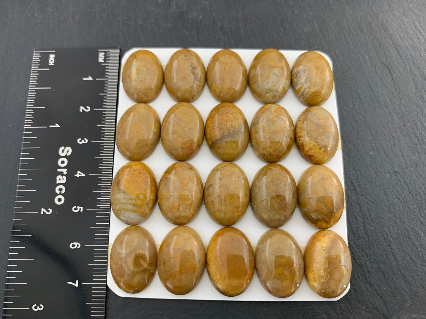 Petrified Coral oval 13x18mm cabochon - Calibrated cabochons
