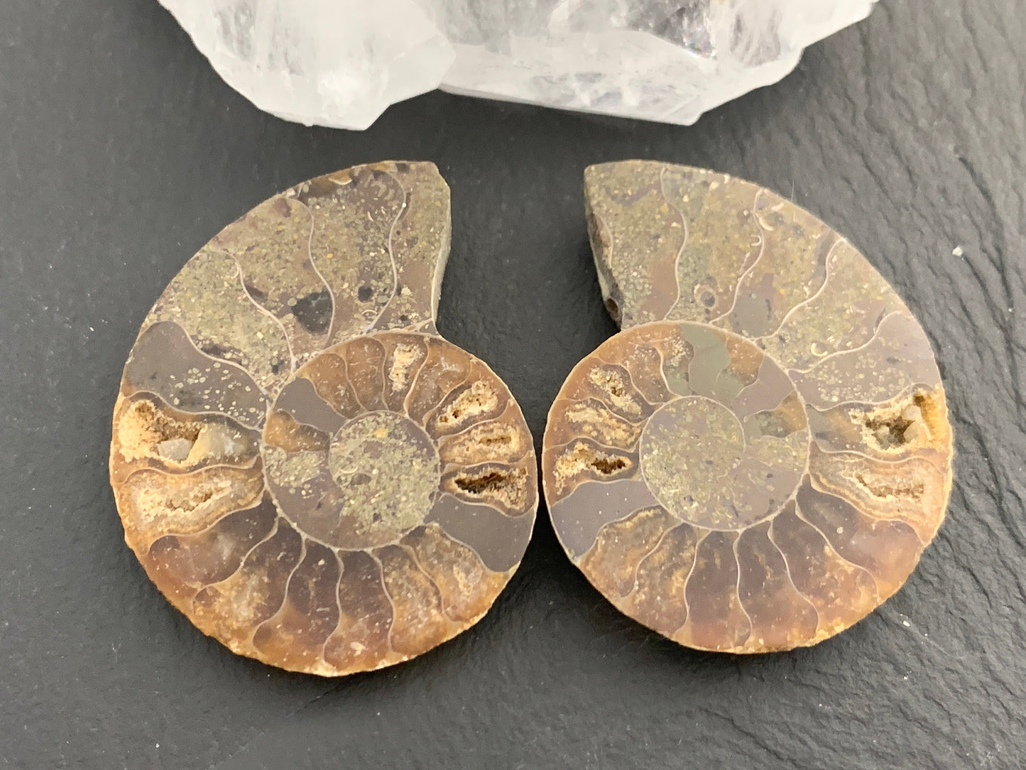 Ammonite from Madagascar 38mm (1.5 inches) long