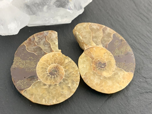 Ammonite from Madagascar 32 mm Long