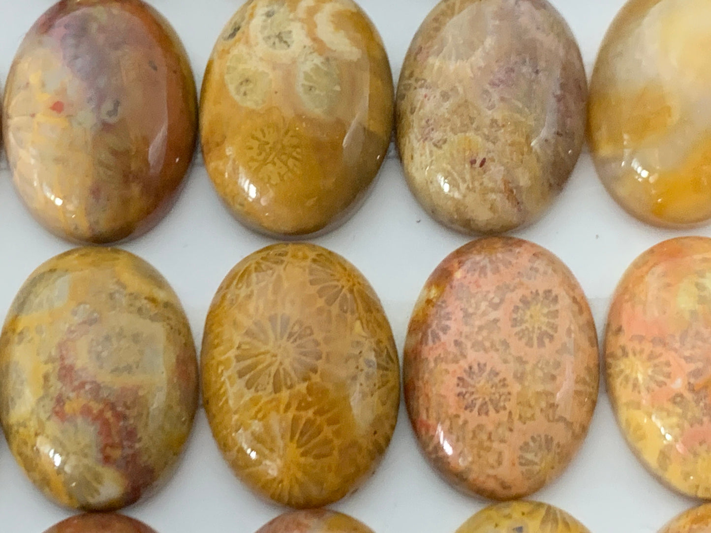 Petrified Coral oval 12x16mm cabochon - Calibrated cabochons