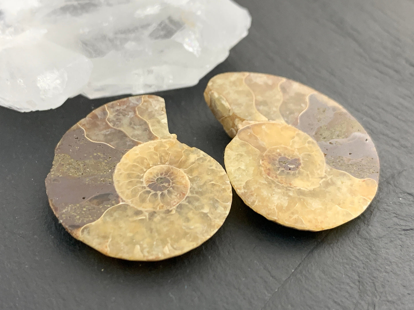 Ammonite from Madagascar 32 mm Long