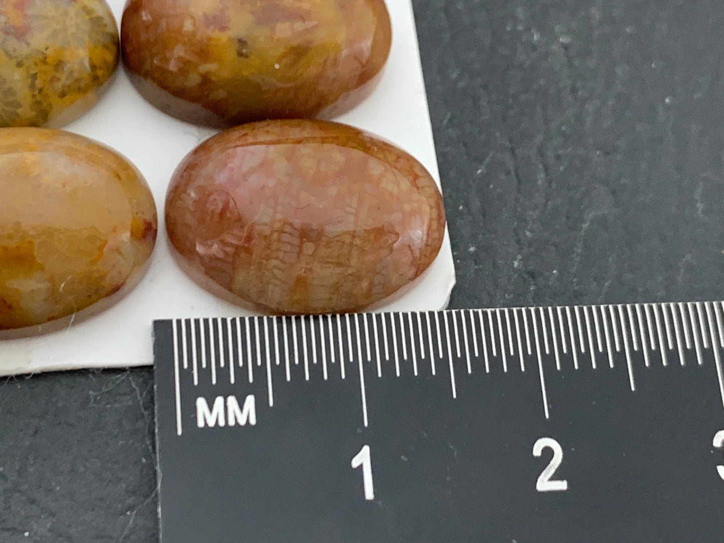 Petrified Coral oval 12x16mm cabochon - Calibrated cabochons