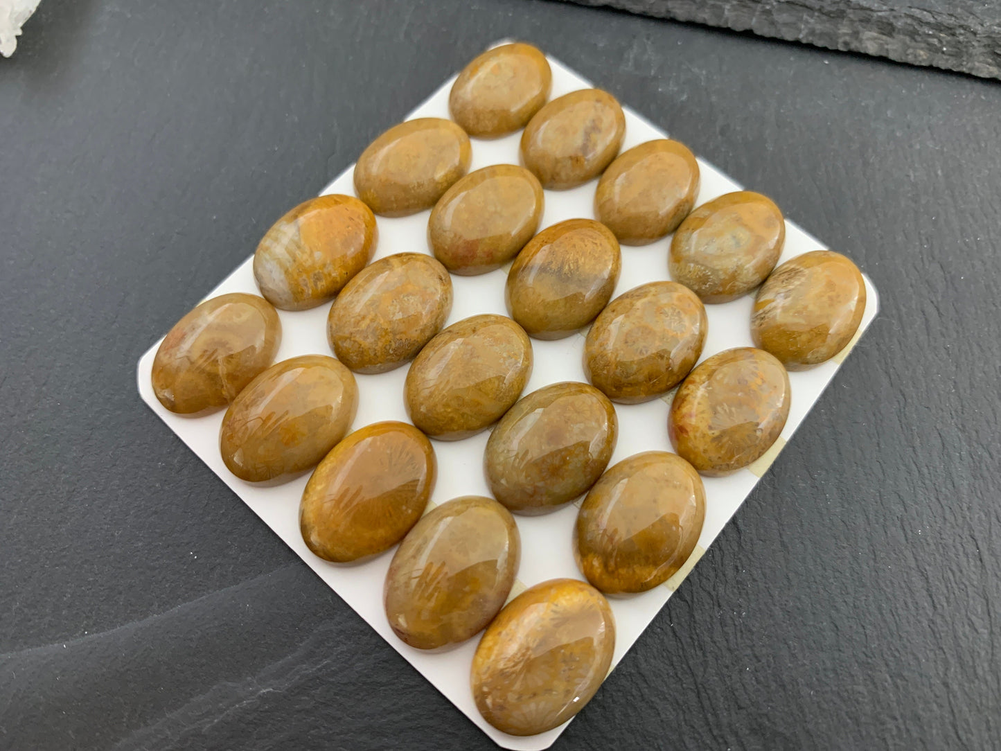 Petrified Coral oval 13x18mm cabochon - Calibrated cabochons