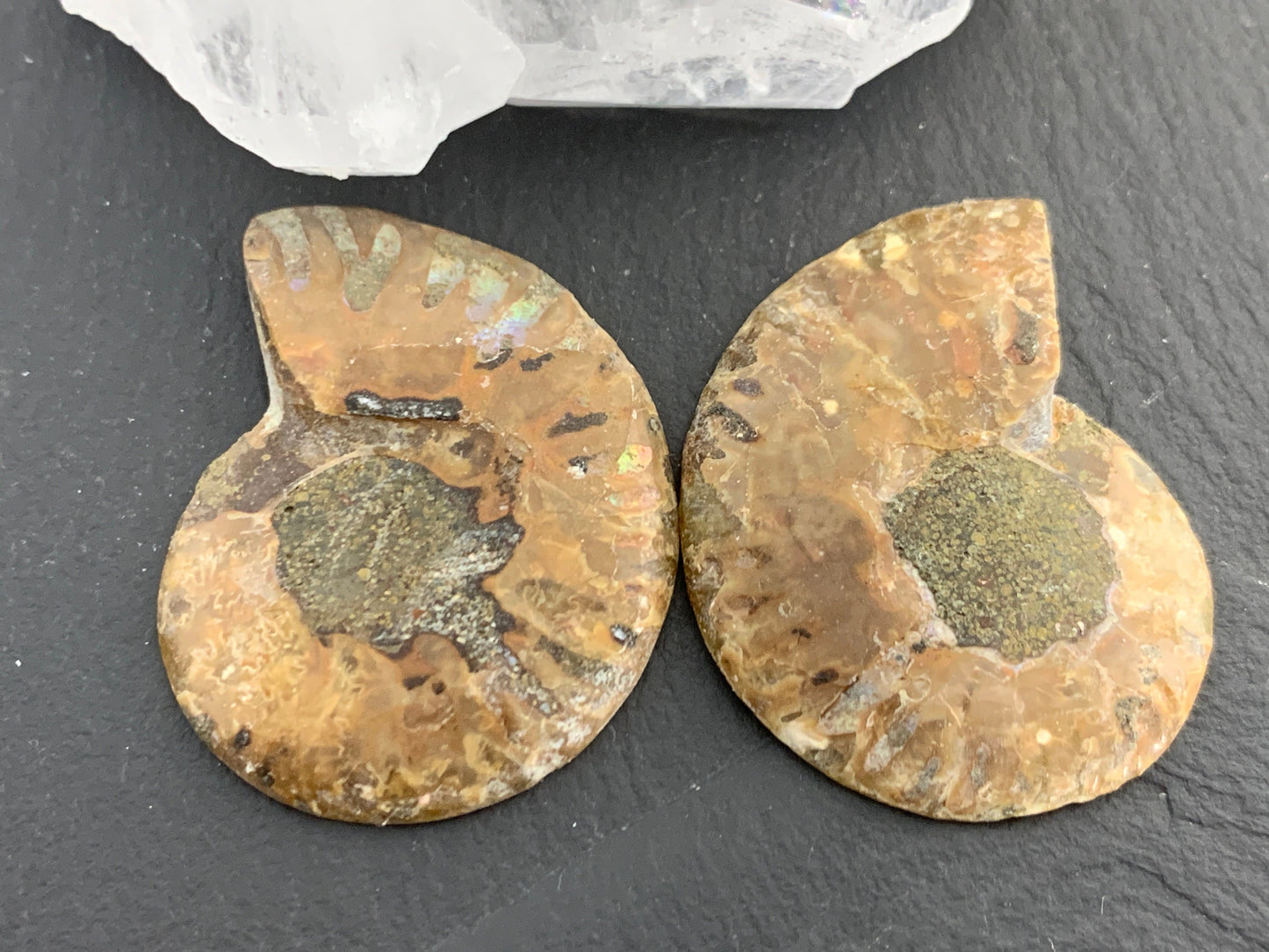 Ammonite from Madagascar 35mm (1.4 inches) long