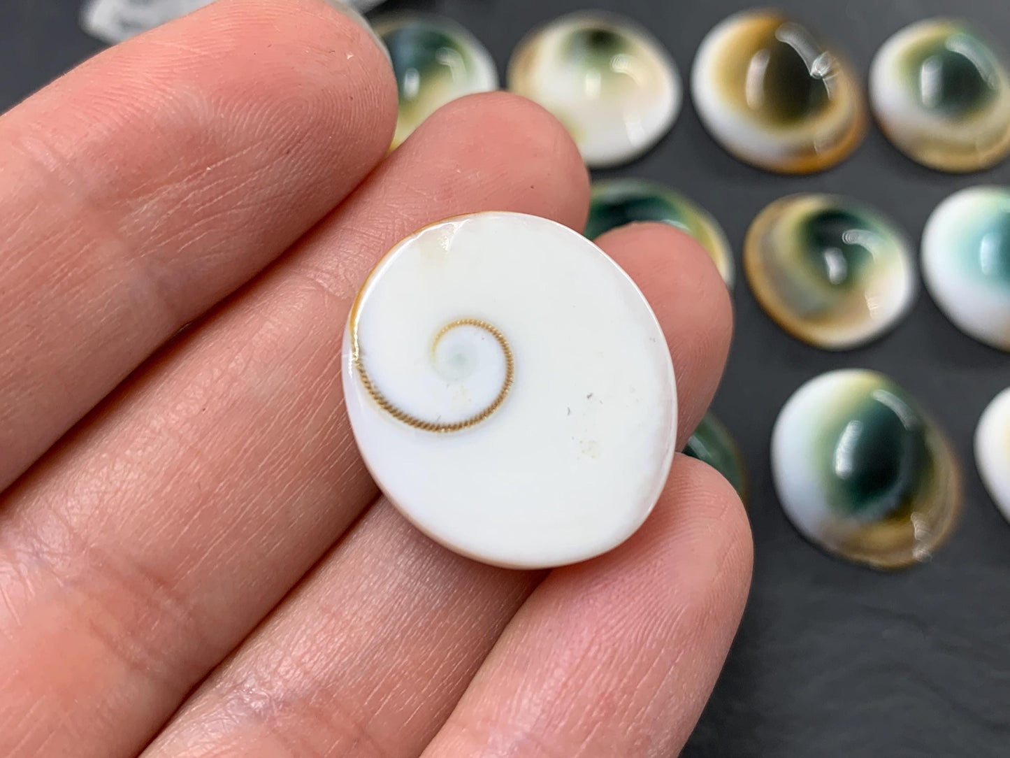 Natural Shiva Eye Shell Cabochons • White Spiral Operculum Shells *