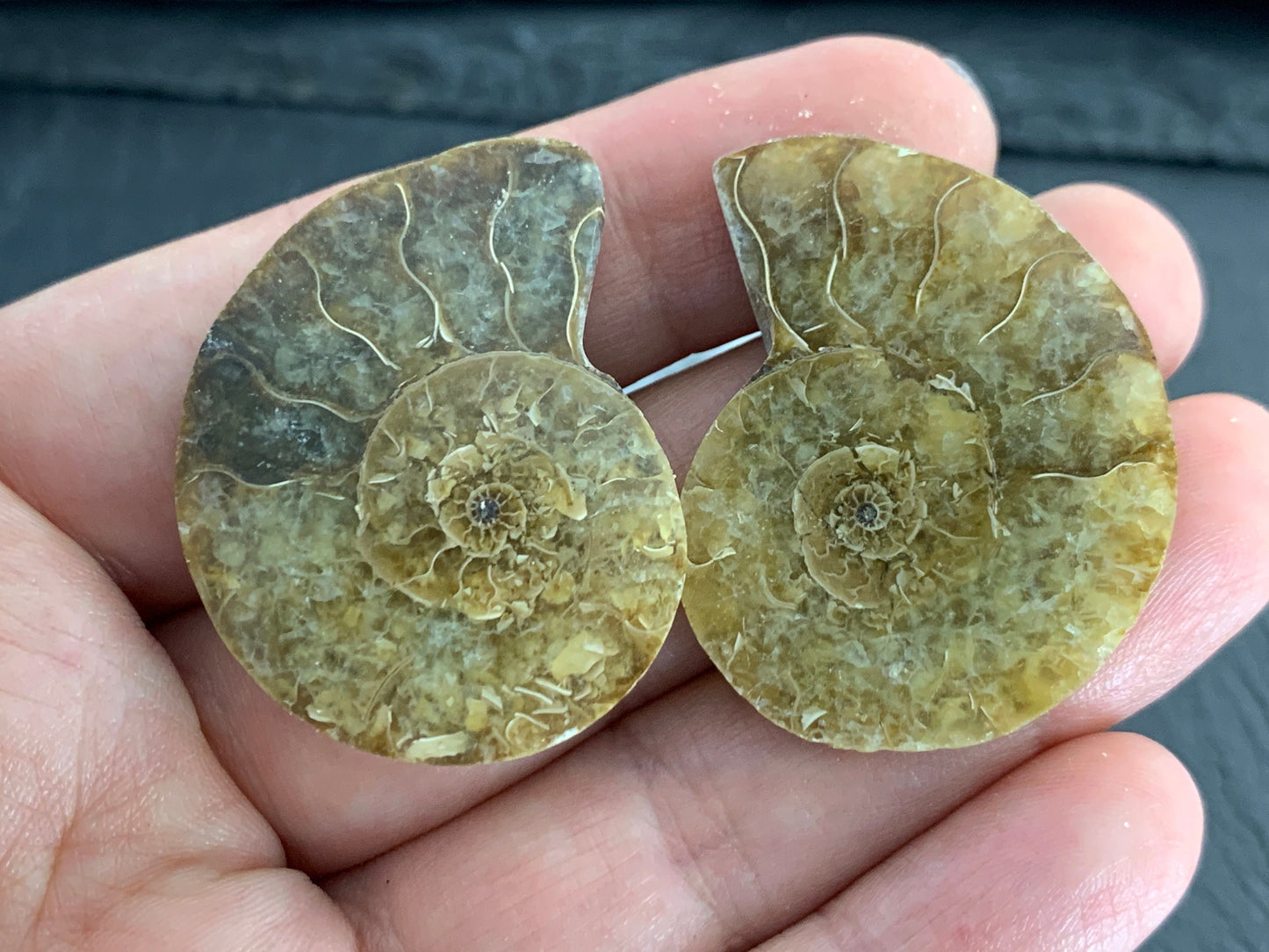 Ammonite from Madagascar 35mm (1.4 inches) long