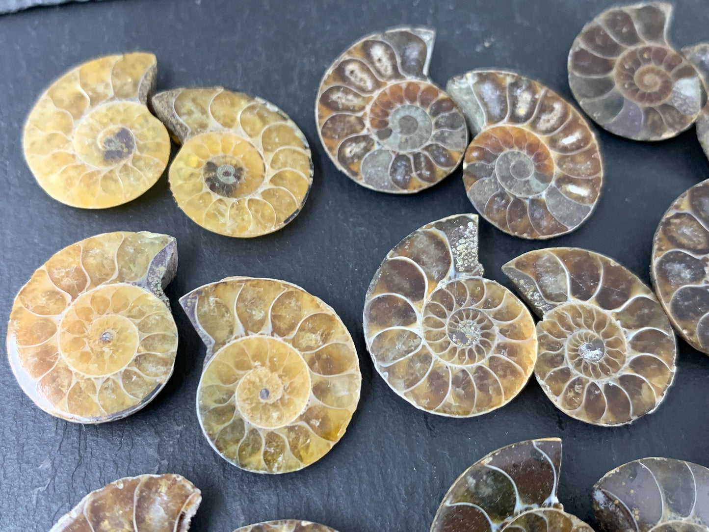 Ammonite 21-23mm Long - Pick your pair - Ammonite from Madagascar