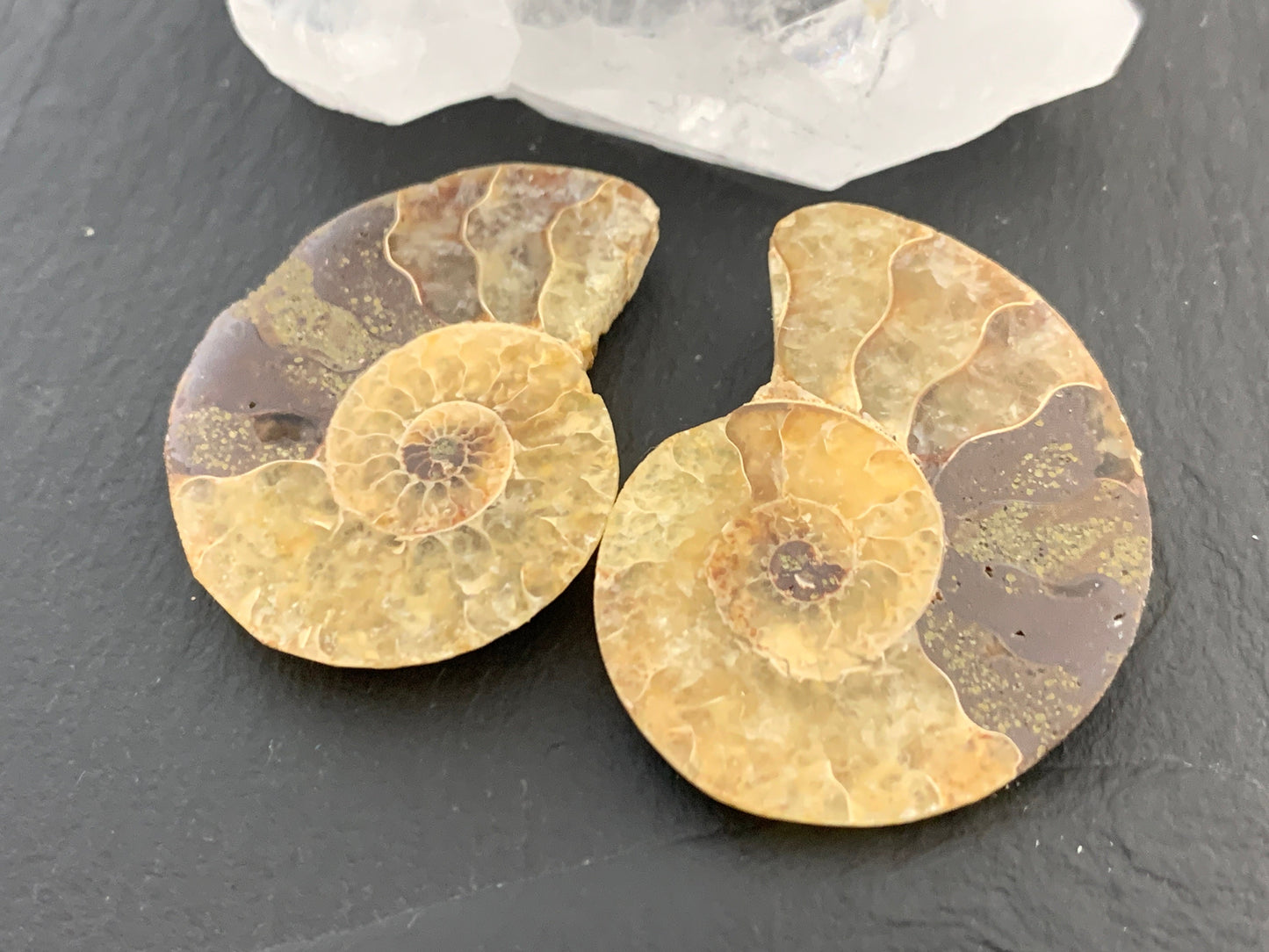 Ammonite from Madagascar 32 mm Long