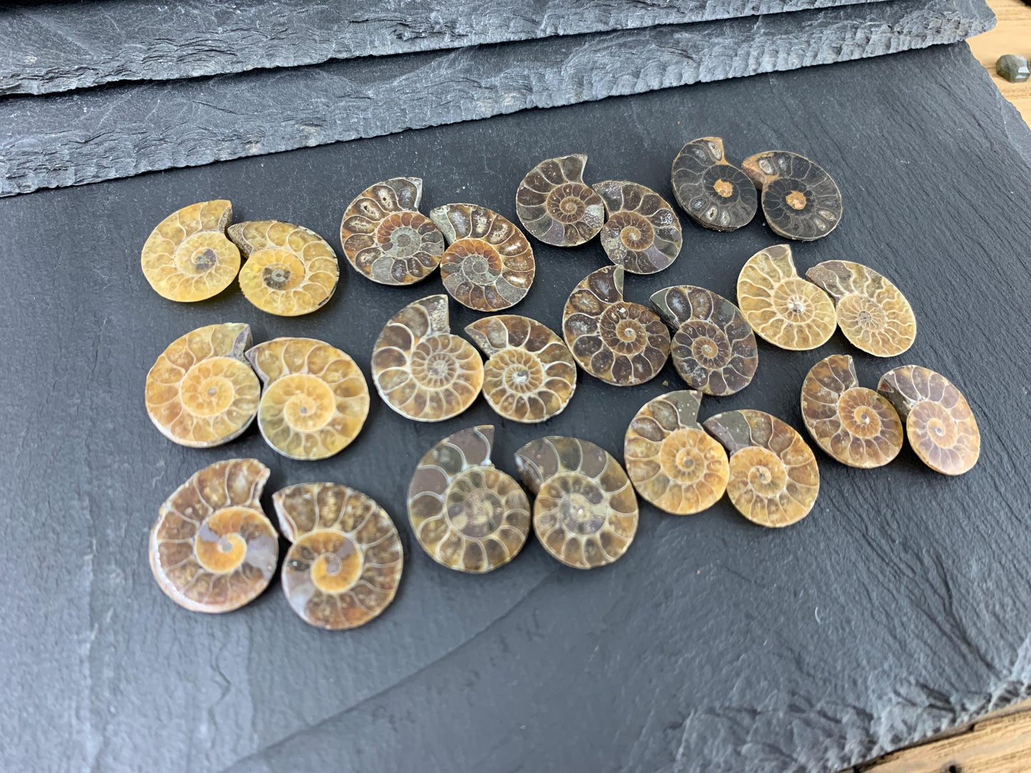 Ammonite 21-23mm Long - Pick your pair - Ammonite from Madagascar