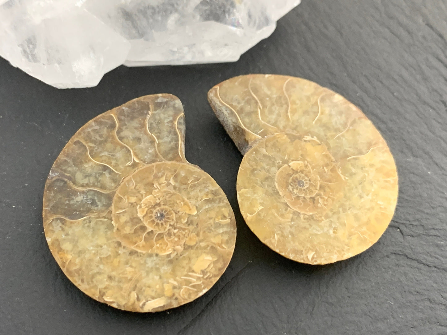 Ammonite from Madagascar 35mm (1.4 inches) long