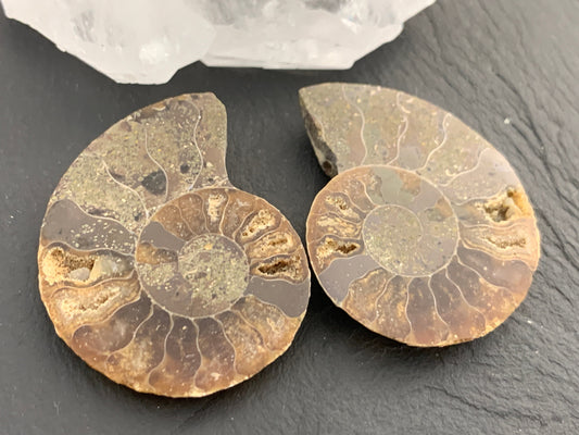 Ammonite from Madagascar 38mm (1.5 inches) long