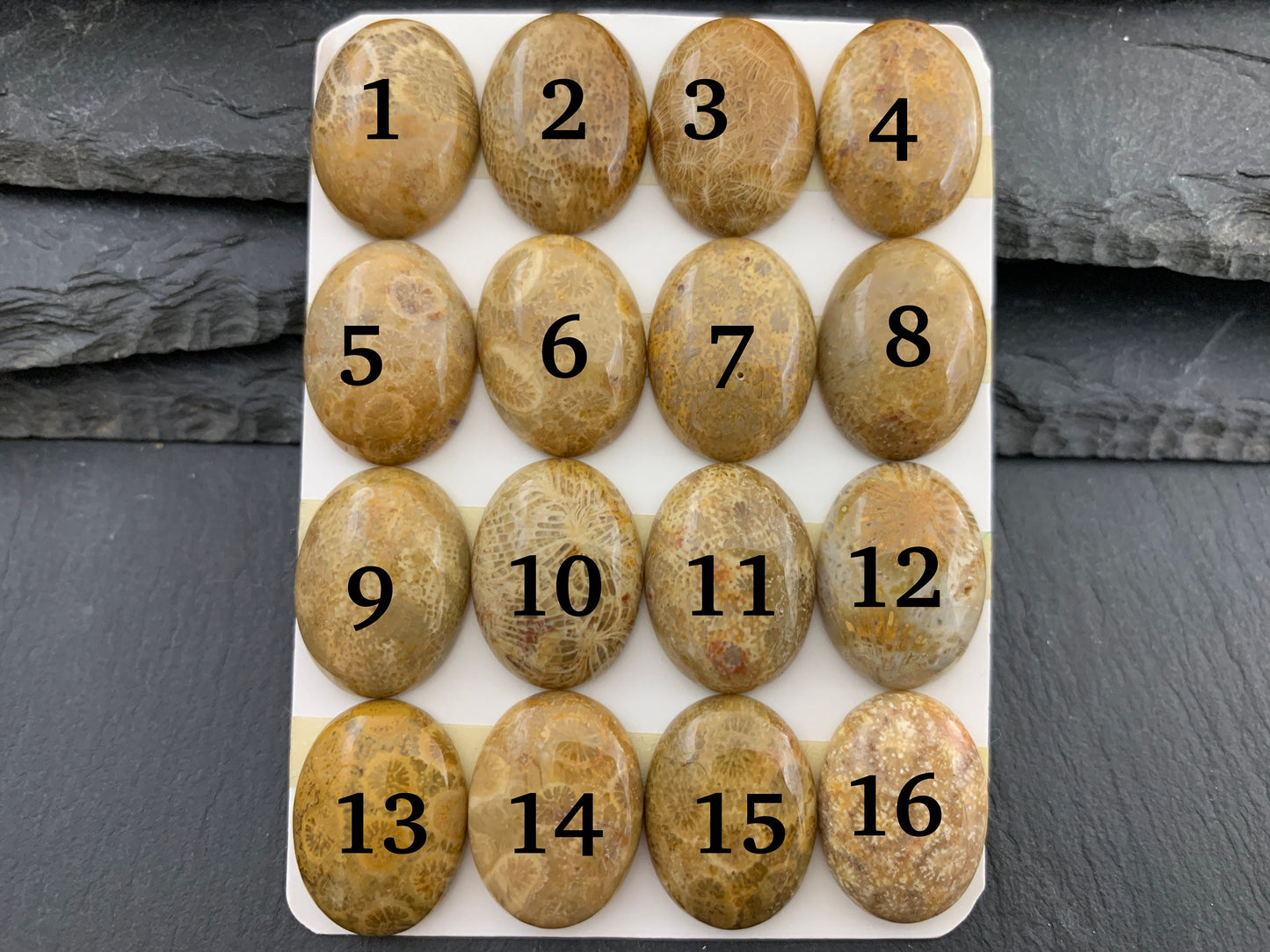 Petrified Coral oval 15x20mm cabochon - Calibrated cabochons
