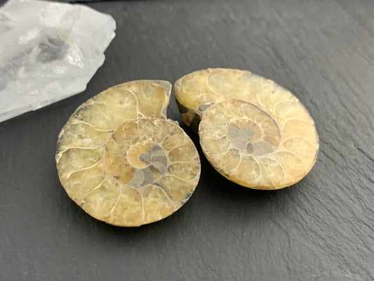 Ammonite from Madagascar 32mm (1.25 inches) long