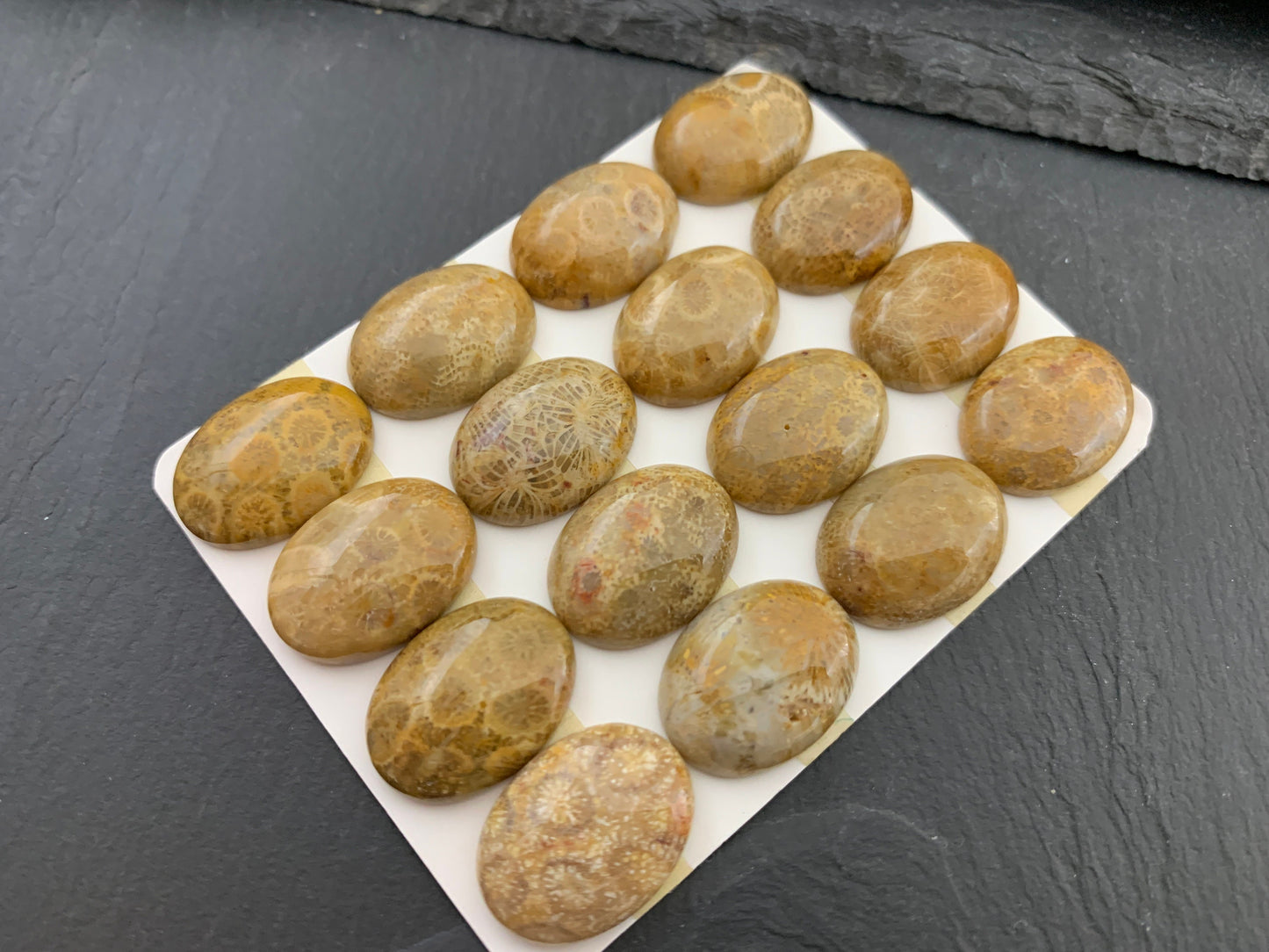Petrified Coral oval 15x20mm cabochon - Calibrated cabochons