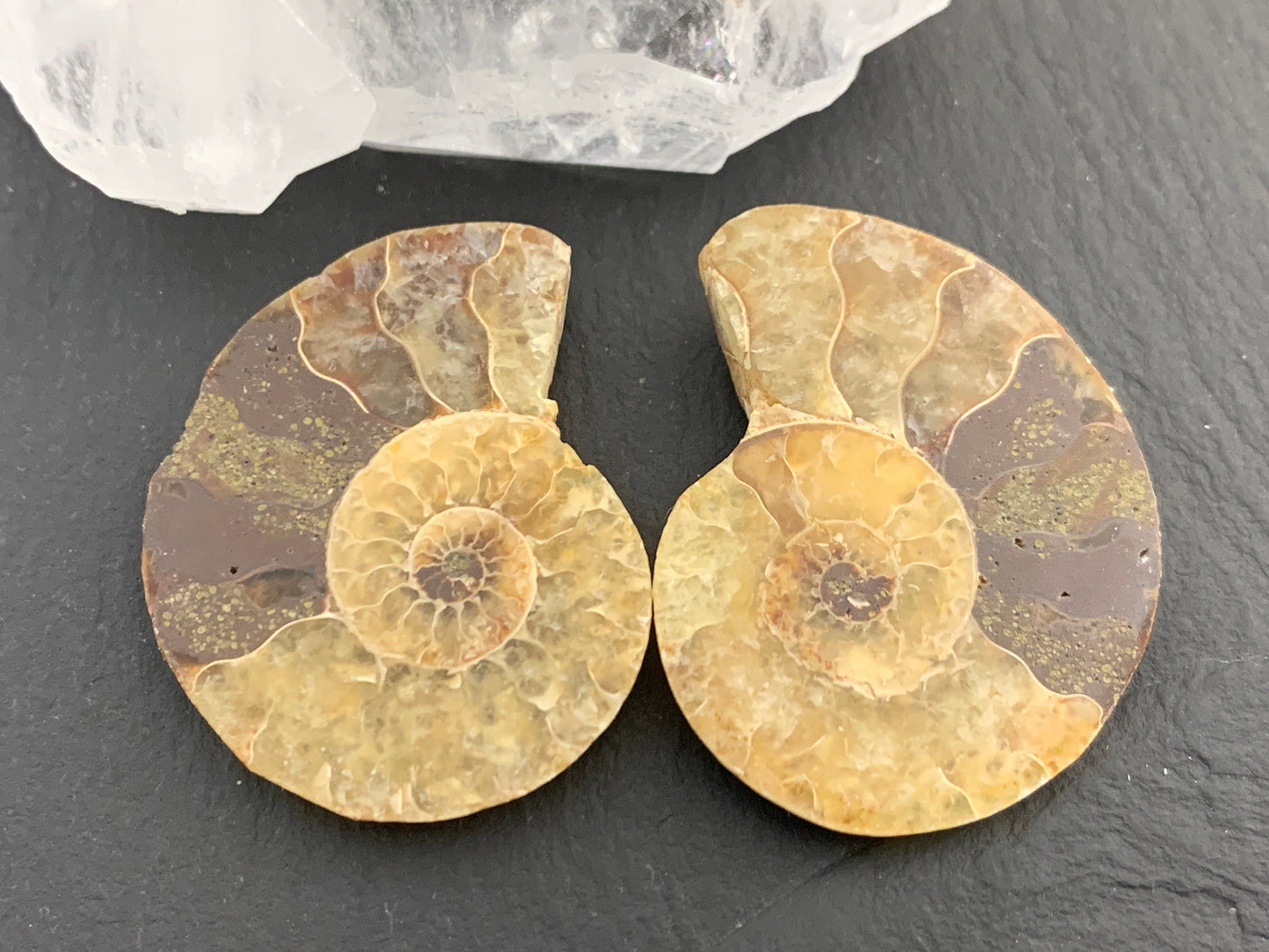 Ammonite from Madagascar 32 mm Long