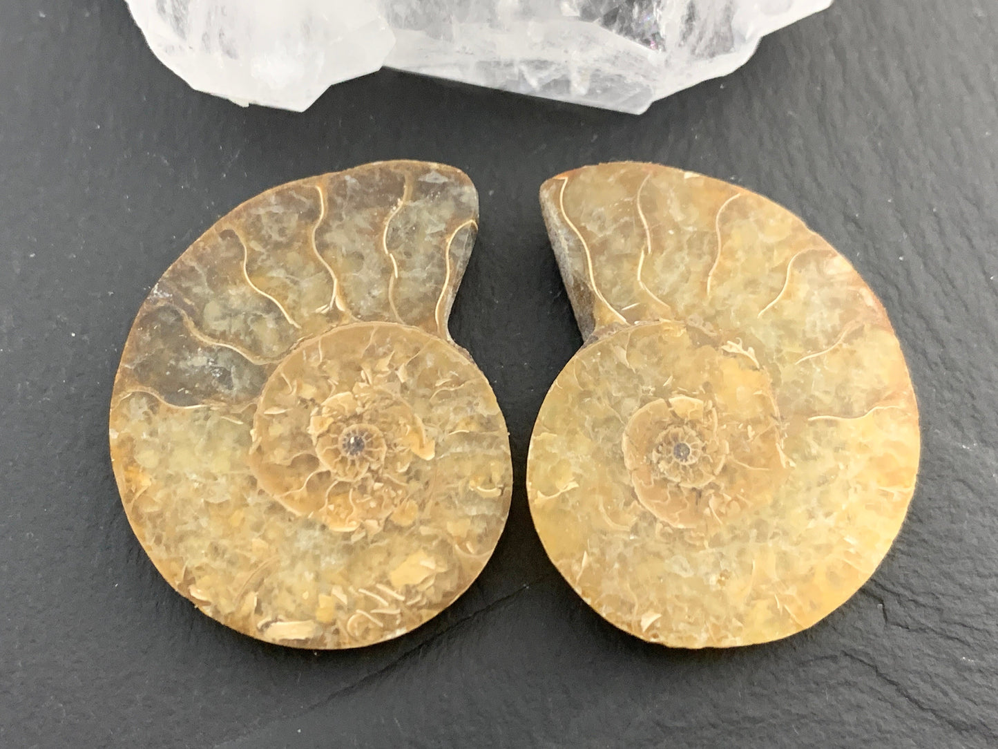 Ammonite from Madagascar 35mm (1.4 inches) long