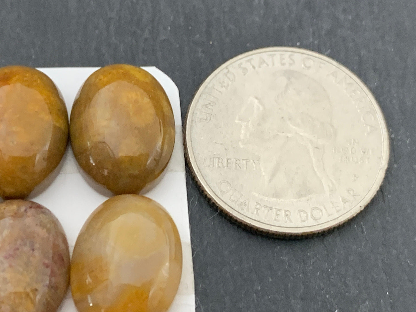 Petrified Coral oval 12x16mm cabochon - Calibrated cabochons