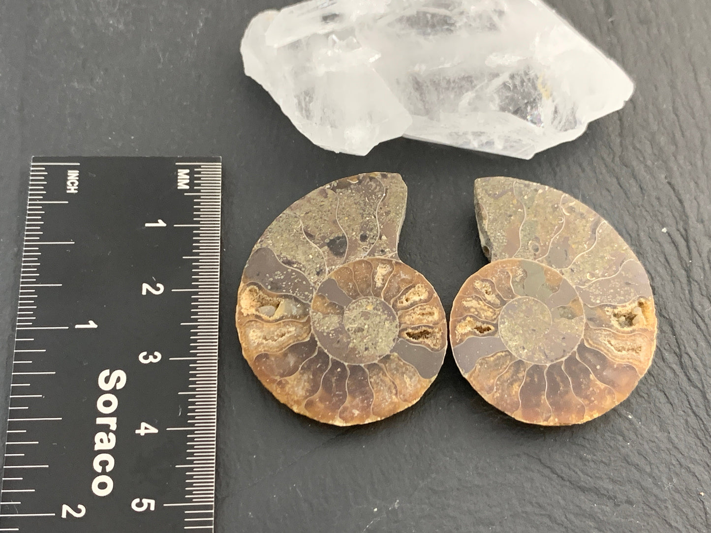 Ammonite from Madagascar 38mm (1.5 inches) long