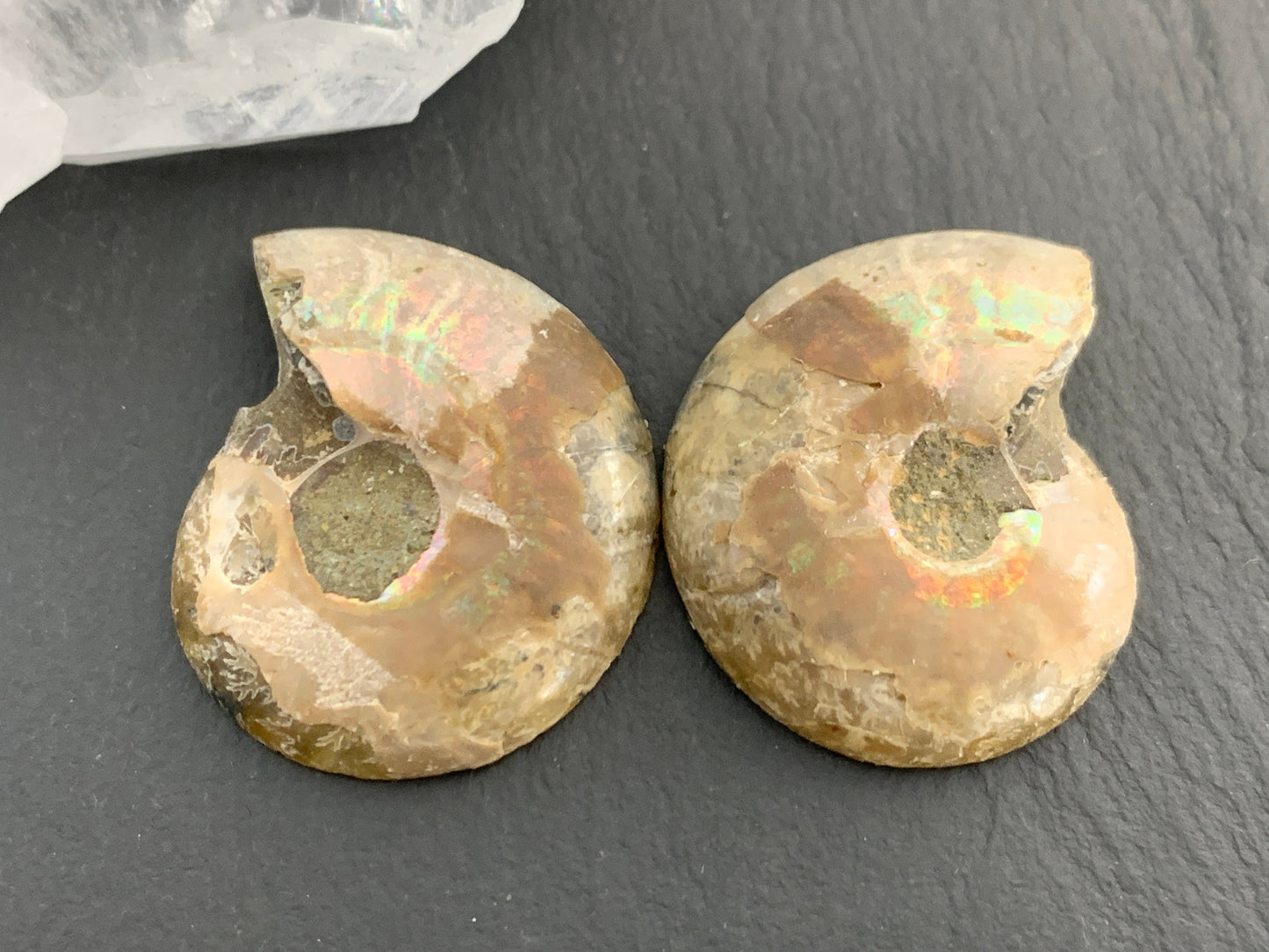 Ammonite from Madagascar 32mm (1.25 inches) long