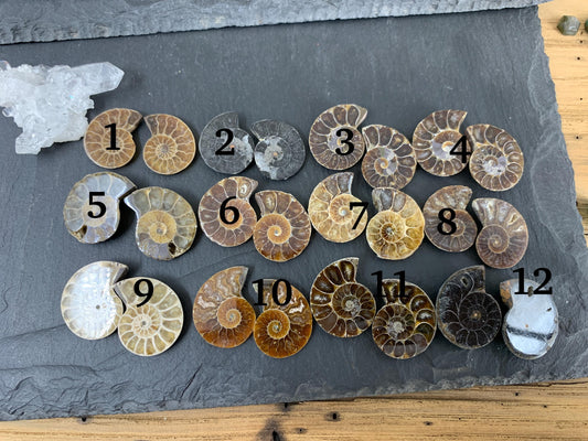 Ammonite 22-25mm long - Pick your pair