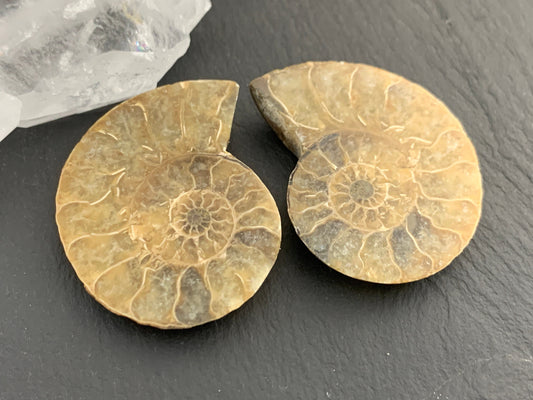 Ammonite from Madagascar 37mm (1.5 inches) long