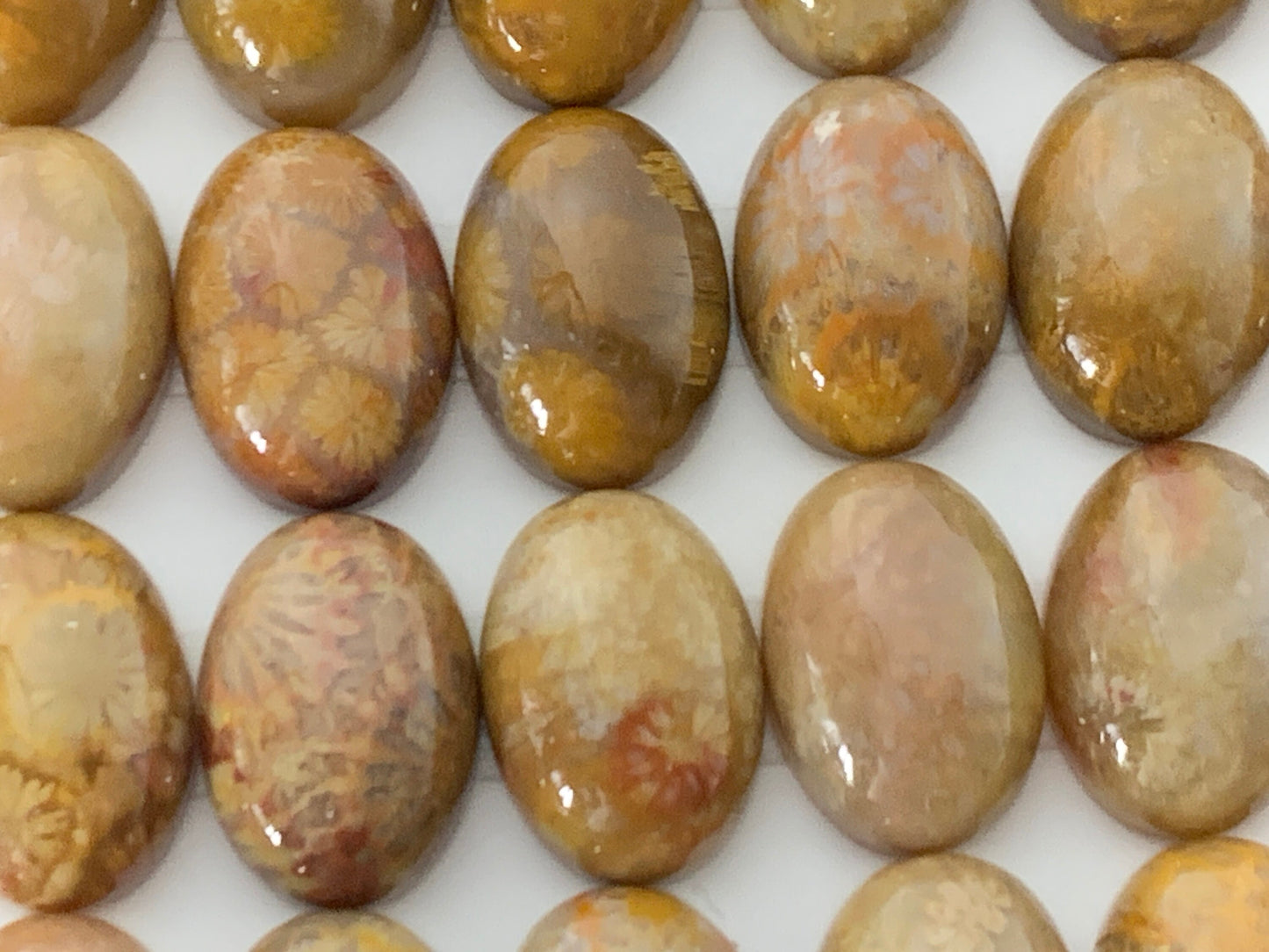 Petrified Coral oval 10x14mm cabochon - Calibrated cabochons