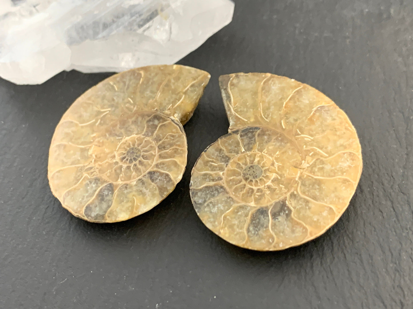 Ammonite from Madagascar 37mm (1.5 inches) long