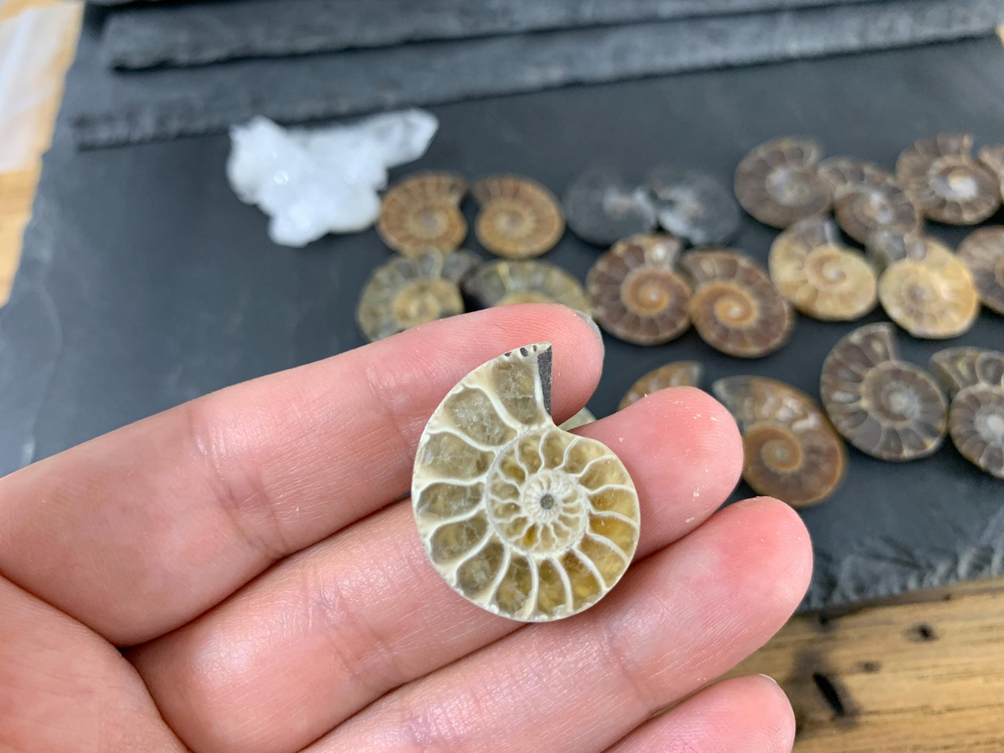Ammonite 22-25mm long - Pick your pair