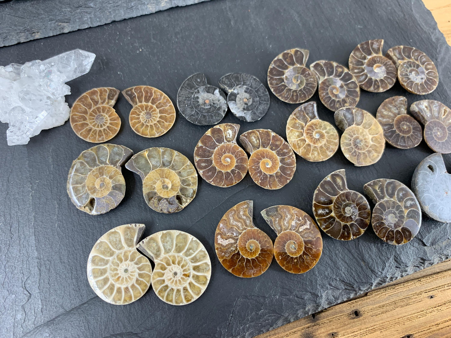 Ammonite 22-25mm long - Pick your pair