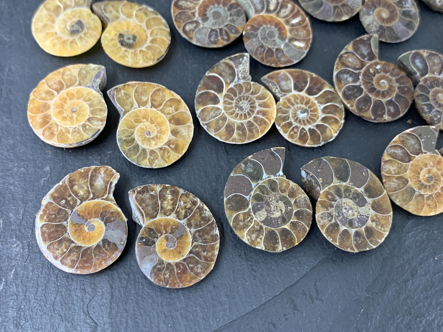 Ammonite 21-23mm Long - Pick your pair - Ammonite from Madagascar