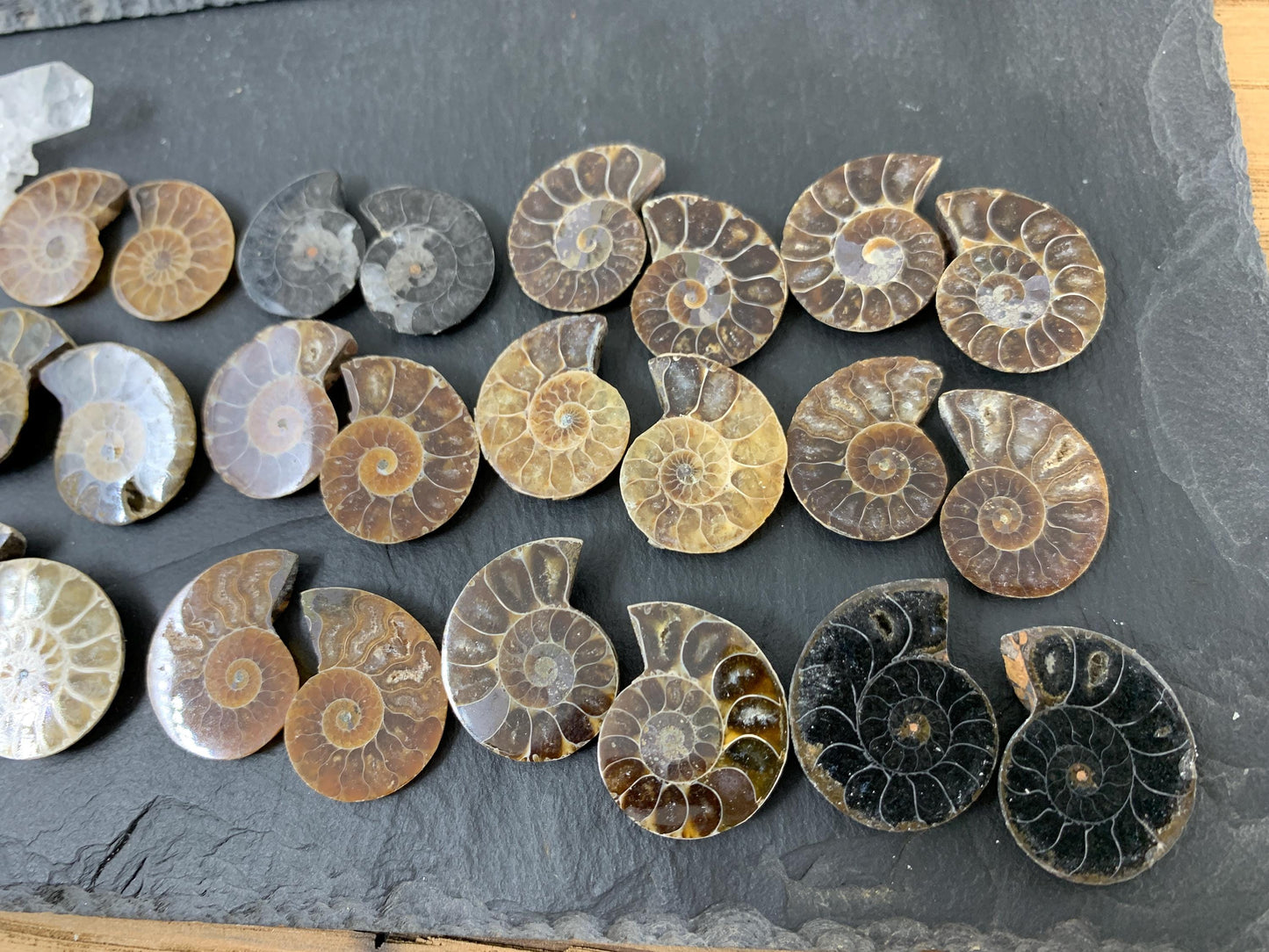 Ammonite 22-25mm long - Pick your pair
