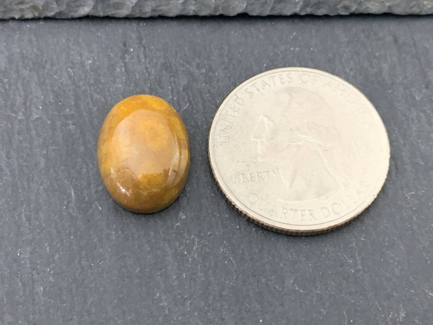 Petrified Coral oval 12x16mm cabochon - Calibrated cabochons